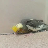 جوجه عروس هلندی دون خور|پرنده|قم, کاسه گران|دیوار