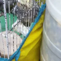 عروس هلندی|پرنده|قره ضیاالدین, |دیوار