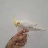 عروس هلندی لوتینو نر|پرنده|خورموج, |دیوار