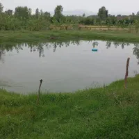 زمین با کلبه و درخت۱۴۰۰متر،سنگر|فروش زمین و ملک کلنگی|رشت, توشیبا|دیوار