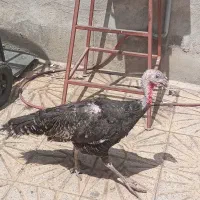 بوقلمون ماده تخم گذار
