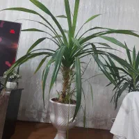 فروش گل ها زیر قیمت بخاطر نبود گلخانه|گل و گیاه طبیعی|شاندیز, |دیوار