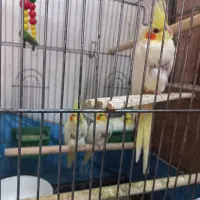 عروس هلندی دوماهه