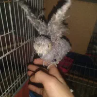 جوجه عروس|پرنده|قیدار, |دیوار