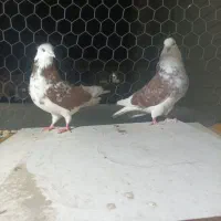 کفتر نروماده