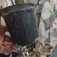 گل زیر قیمت|گل و گیاه طبیعی|بابل, |دیوار