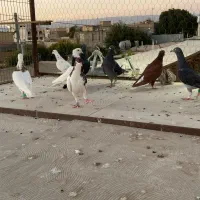 کفتر رنگه آلمانی بوم پرشی