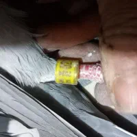 کبوتر پلاکی|پرنده|شیروان (خراسان), |دیوار