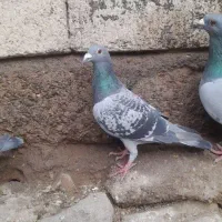 دوبر پلاکی سرعتی مسافتی