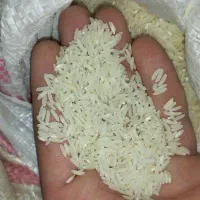 برنج طارم هاشمی خالص با ضمانت پخت