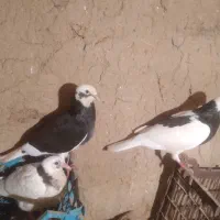 کبوتر زاغ تهرانی، پشتی،طوق دم