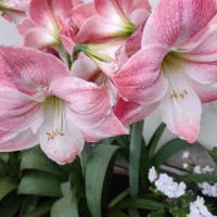 فروش انواع گل و نهال