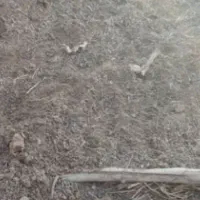 کود‌گوسفند