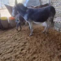 خر یا الاغ کله ی