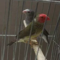 فنج ستاره ای