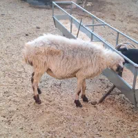 میش وبز مناسب ۱۲میلیون