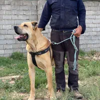 واگزاری سگ سرابی نر