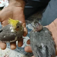 دوجوجه دستی سرلاکی بفروش میرود