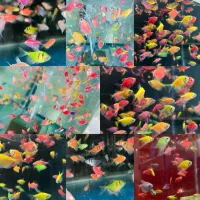 حراج فروش انواع ماهی گیاهخوار بمناسبت یلدا