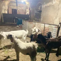 سه تا بز یک بازغاله نر یک بزغاله ماده