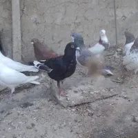 اسباب بازی کبوتر 8