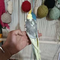 جوجه عروس|پرنده|قرچک, مهدیه|دیوار