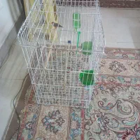 فنچ قفس کاسکویی|پرنده|مشهد, فدک|دیوار