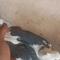 کفتر پرشی پشت دار سیاه ماده|پرنده|تهران, شهرک غزالی|دیوار