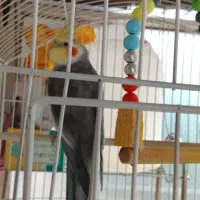 فروش پرنده