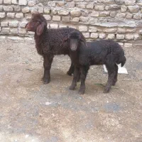 بره شیری نر وماده وبزغاله نر وماده چاق