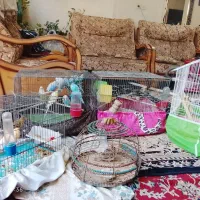 مرغ عشق وقناری ومرغ مینا وفنج جوجه سهره خاکی