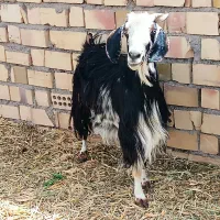 بز وچبش