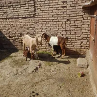 بز بیگ|حیوانات مزرعه|دزفول, |دیوار