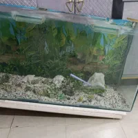آکواریم