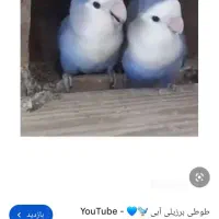 طوطی گمشده مژدگانی دارد