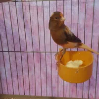 قناری به همراه جوجه ها|پرنده|تهران, امیریه|دیوار
