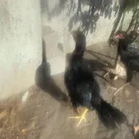 لاری