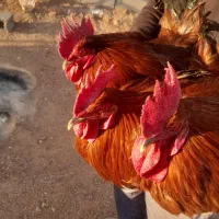 خروس محلی درشت سنگین وزن بوقلمون برنز