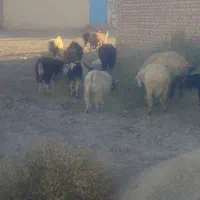 بز جوان ابستن|حیوانات مزرعه|سده (خراسان جنوبی), |دیوار