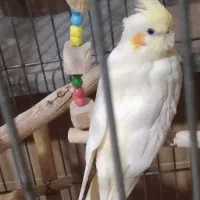 6عدد عروس ماده بالغ 2تا ایزابل آهویی یکی 2سینامون|پرنده|هشتگرد, هشتگرد قدیم|دیوار