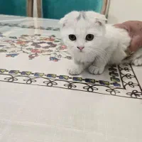 گربه اسکاتیش و بریتیش