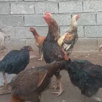 خروس لاری ومرغ لاری