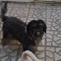 سگ پاکوتاه یکی گلدن نر و  داشهوند  نر  5 ماهه|سگ|سمنان, |دیوار