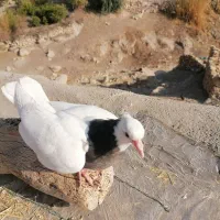 تیله سرکه ای|پرنده|دهدشت, |دیوار