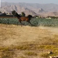 مادیون ترکمن سه سال و نیم پدر گل اقا مادر درسا