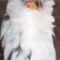 فروش تخم نطفه دار و جوجه|حیوانات مزرعه|زرندیه, |دیوار