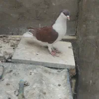 کبوتر رنگی و پلاکی|پرنده|دزفول, |دیوار