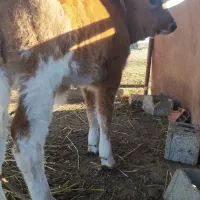 گوساله قرمز نر|حیوانات مزرعه|گمیشان, |دیوار