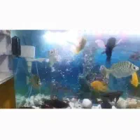 آکواریم  فروشی|ماهی|قمصر, |دیوار