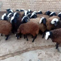 بره ماده اصیل شالی